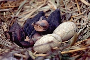 Nest met aalscholvereieren én kuikentjes