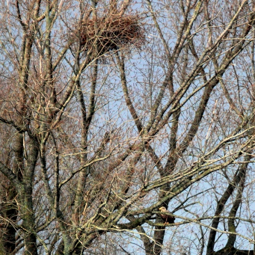 Zeearend nest in de polder met rechtsonder het mannetje op een tak (25-02-2020)