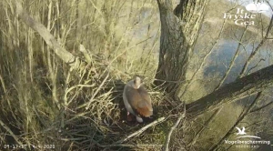 eerste ei van de nijlgans op het nest