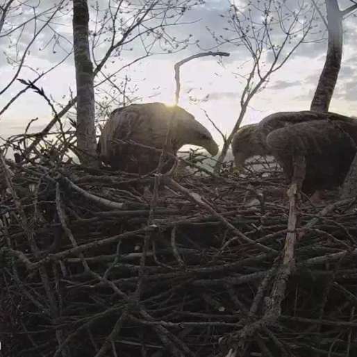Zeearend paar op nest