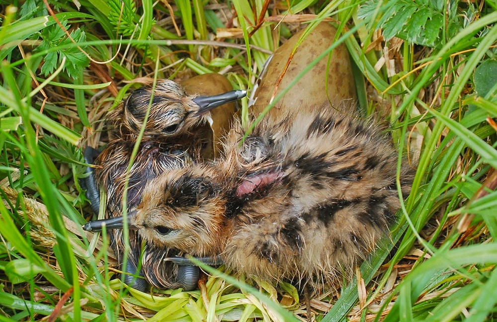 jonge gruttokuikens in nest