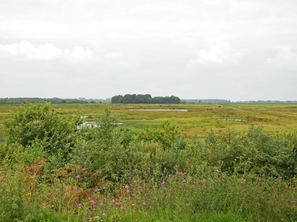Uitkijkheuvel Ryptsjerksterpolder