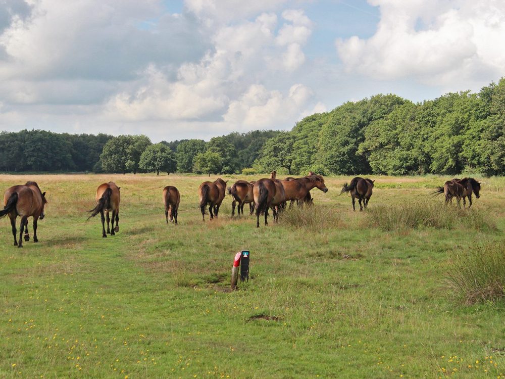 De hoorn delleboersterheide delleboersterheide