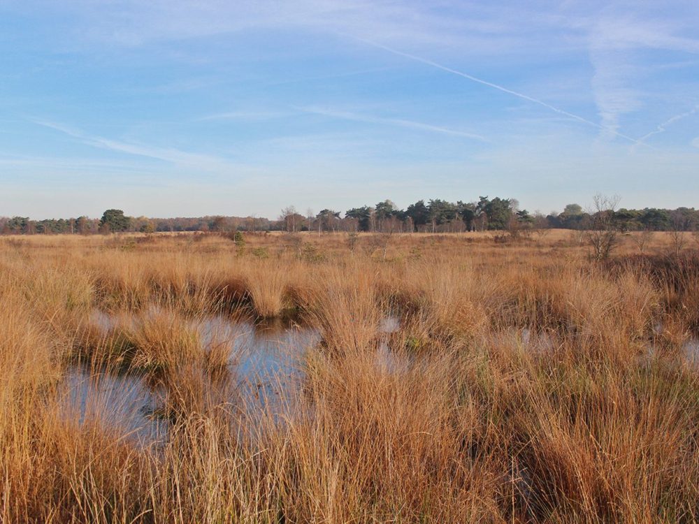 Delleboersterheide1 Delleboersterheide