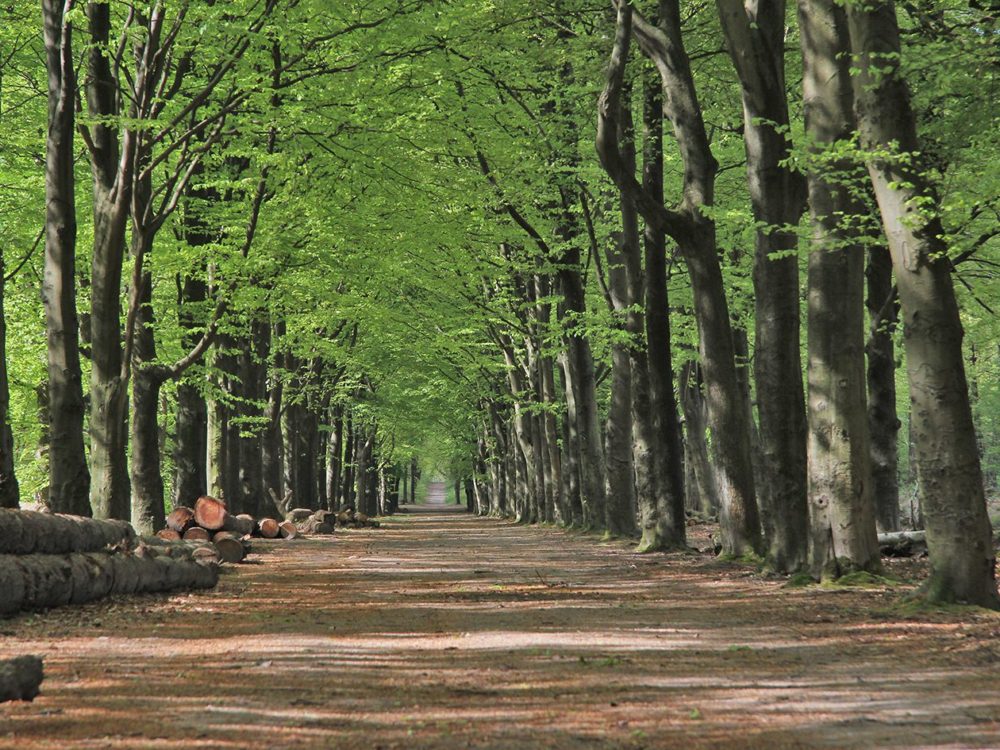 Murnzerleane rysterbosk rysterbosk murnzerleane