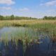 Ottema Wiersmareservaat butefjild