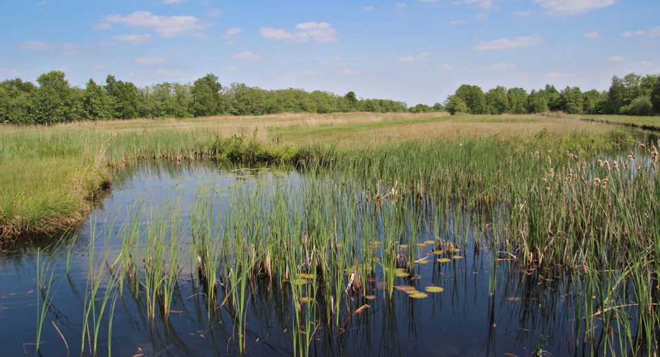 Ottema Wiersmareservaat butefjild