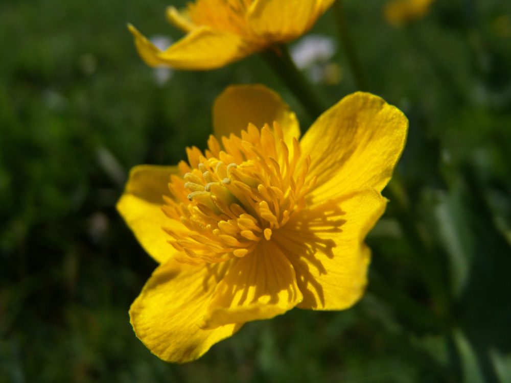 dotterbloem dotterbloem