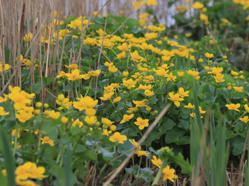 dotterbloem dotterbloem