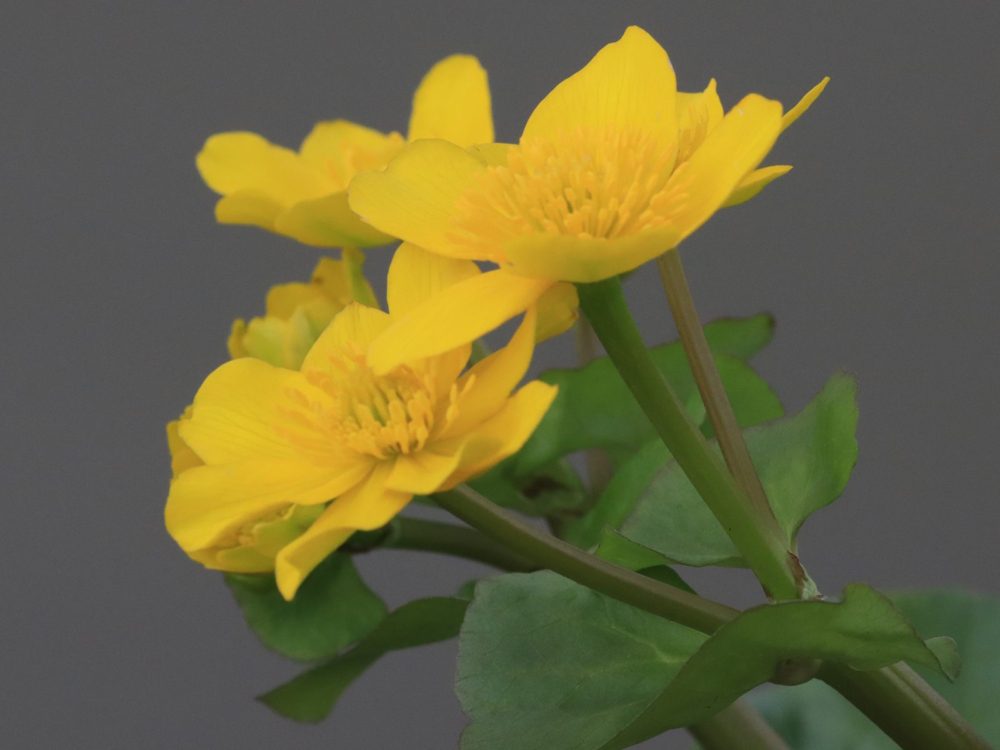 dotterbloem dotterbloem