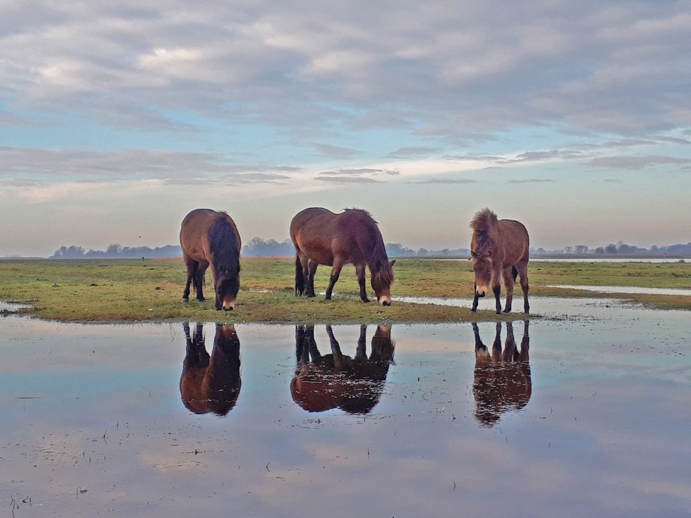 exmoorpony42 ryptsjerksterpolder exmoorponys