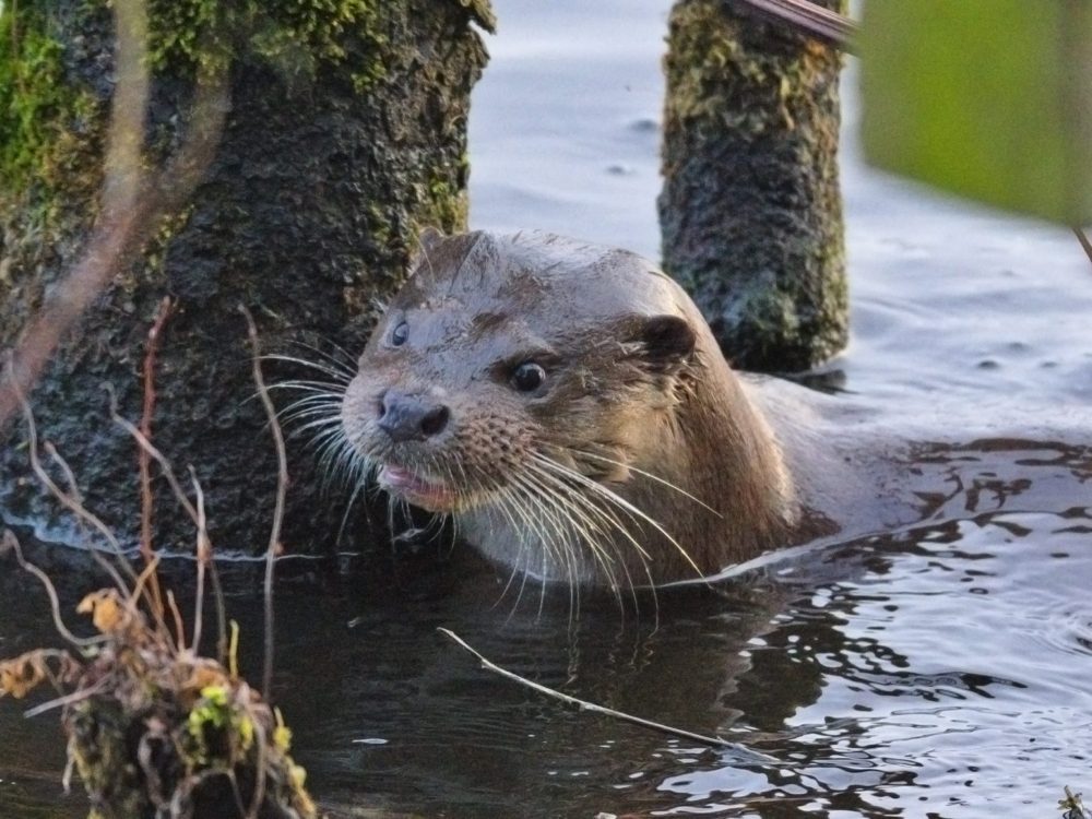 otter14 otter
