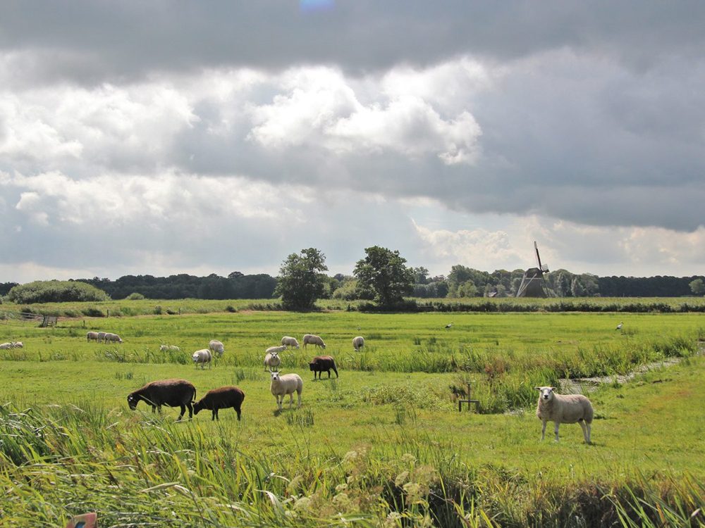 ryptsjerksterpolder_zomer ryptsjerksterpolder zomer