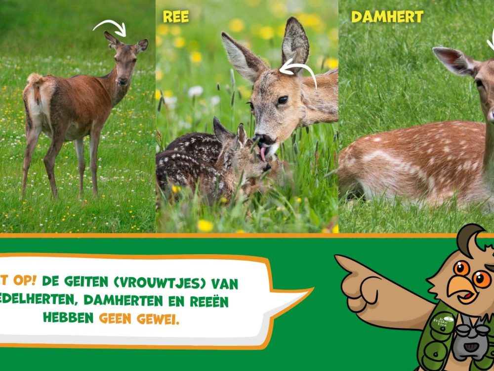 ree kidsgea ree kidsgea