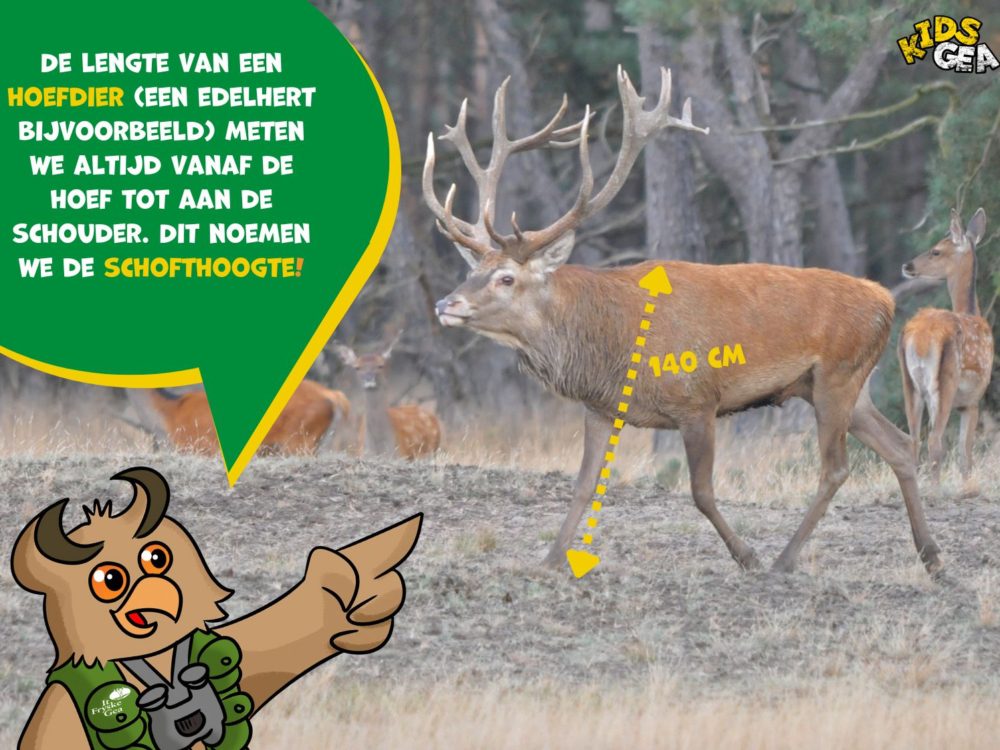 ree kidsgea ree kidsgea