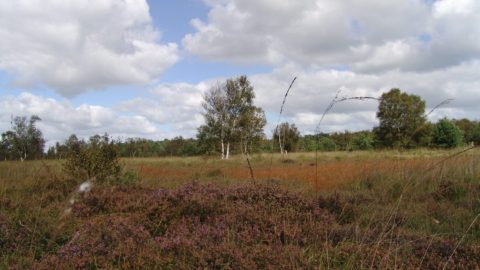 Gebied: Liphústerheide