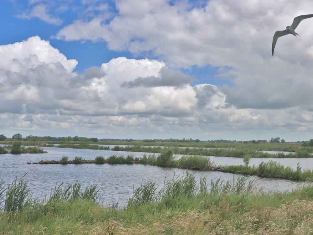butendiken faunapassage petgatten de feanhoop butendiken faunapassage petgatten de feanhoop