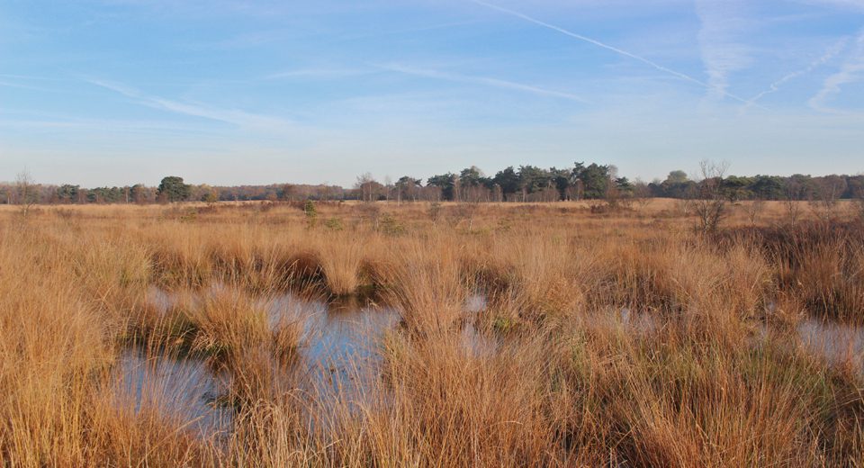 delleboersterheide