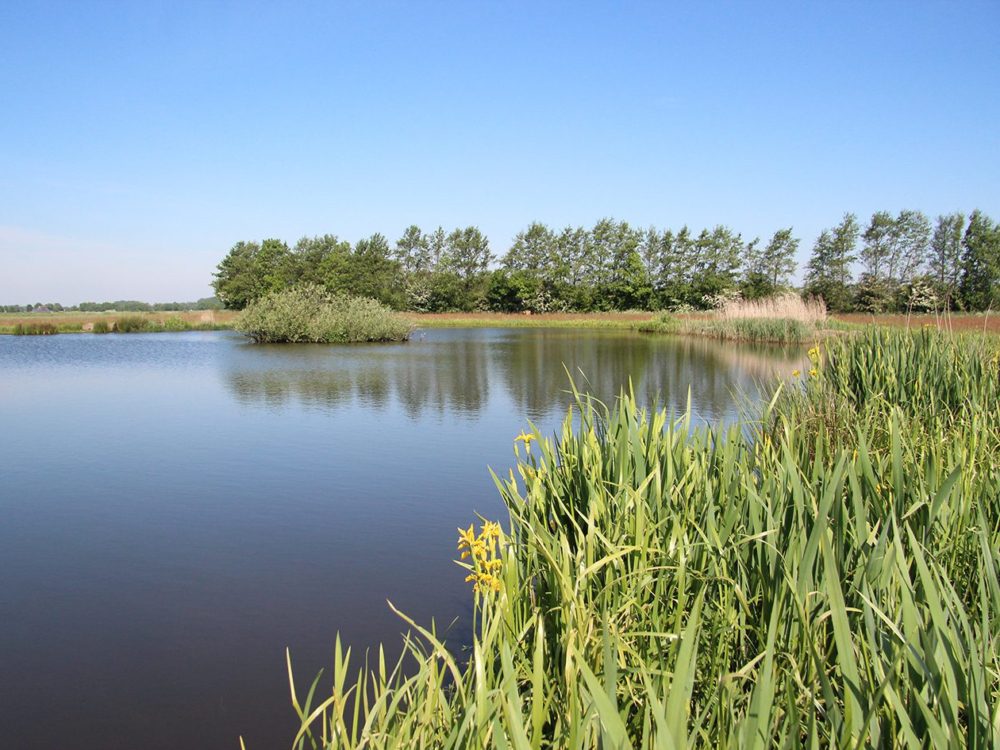 Dobben Hurdegarypsterwarren Dobben Hurdegarypsterwarren