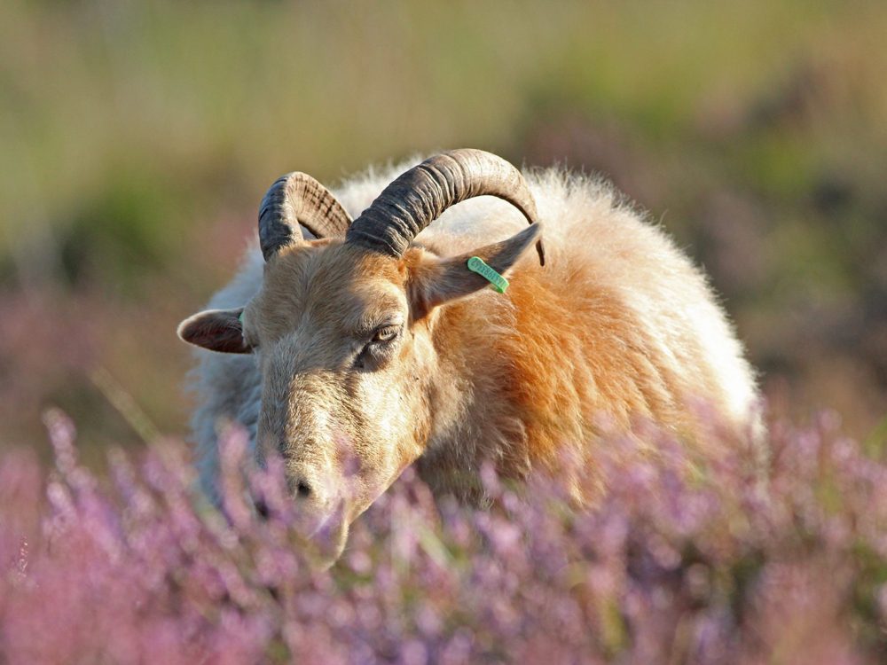 drentse heideschapen