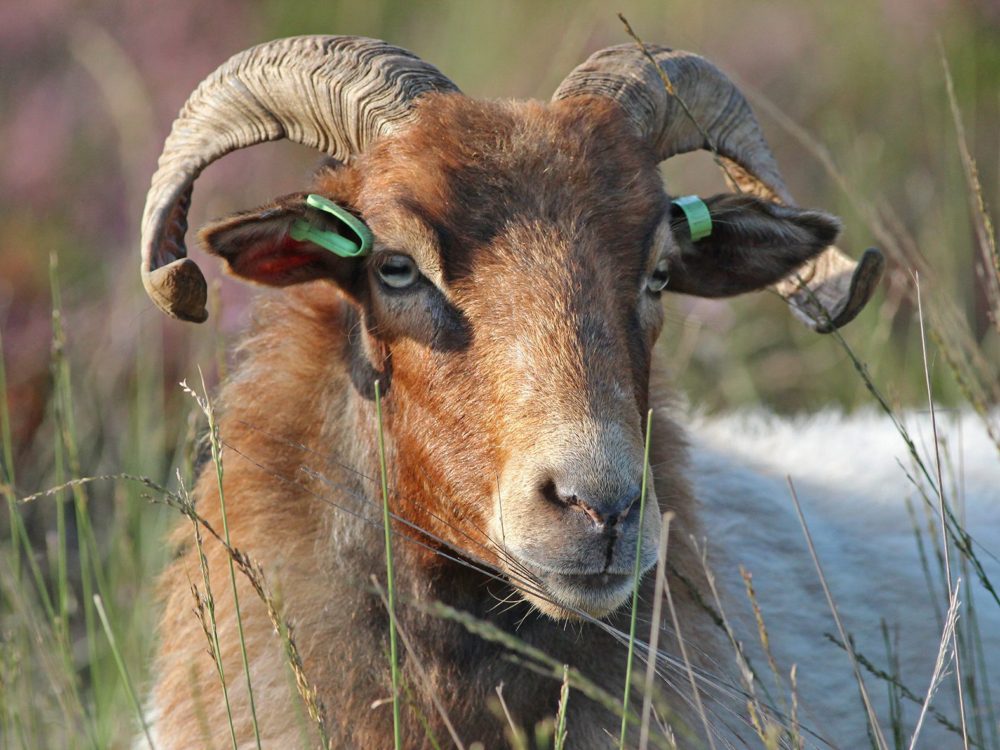 drentse heideschapen