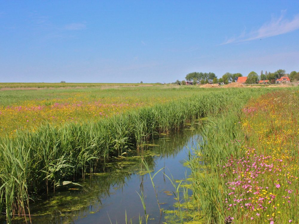 dyksfearten piaam dyksfearten piaam