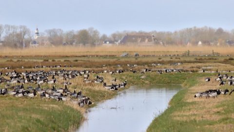 Eanjumerkolken