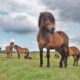 exmoorpony