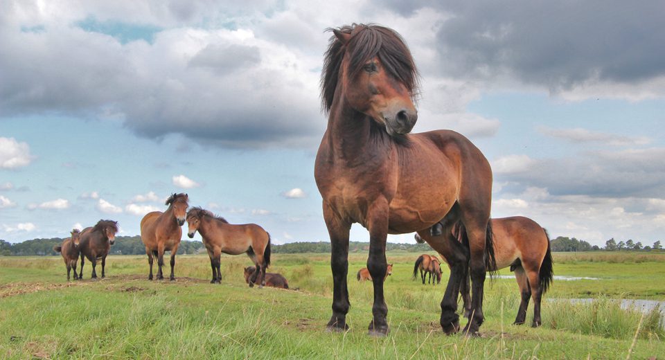 exmoorpony