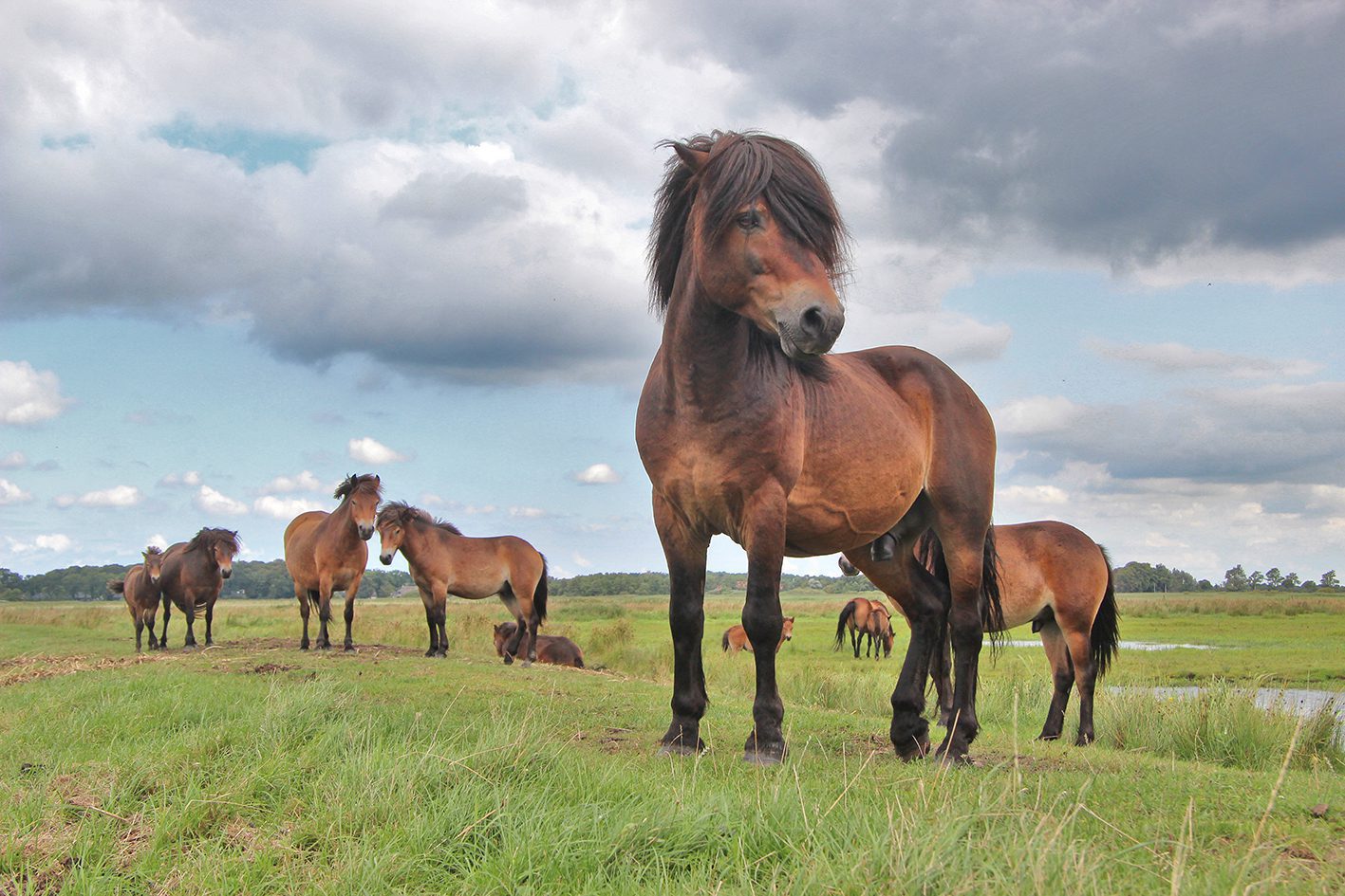 exmoorpony