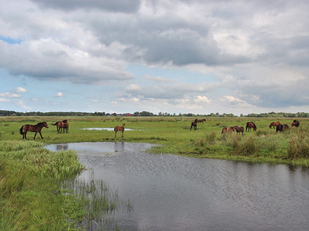 ryptsjerskerpolder grutte wielen ryptsjerskerpolder grutte wielen