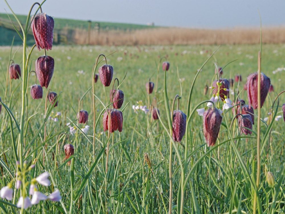 Kievitsbloemen kievitsbloem