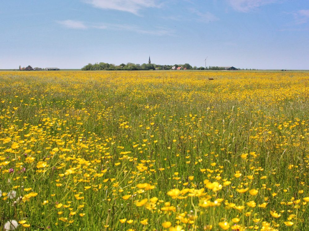 Koarnwerterpolder Koarnwerterpolder