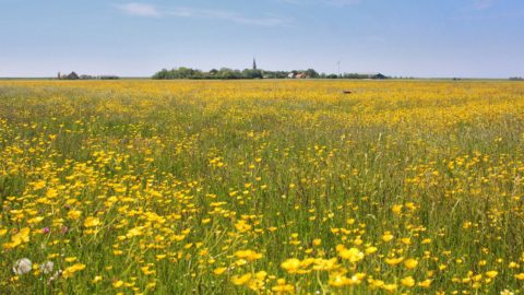 Gebied: Koarnwerterpolder