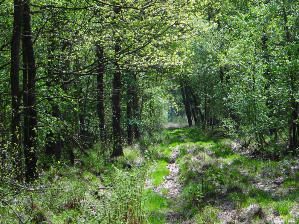 Lendebos Lendebos