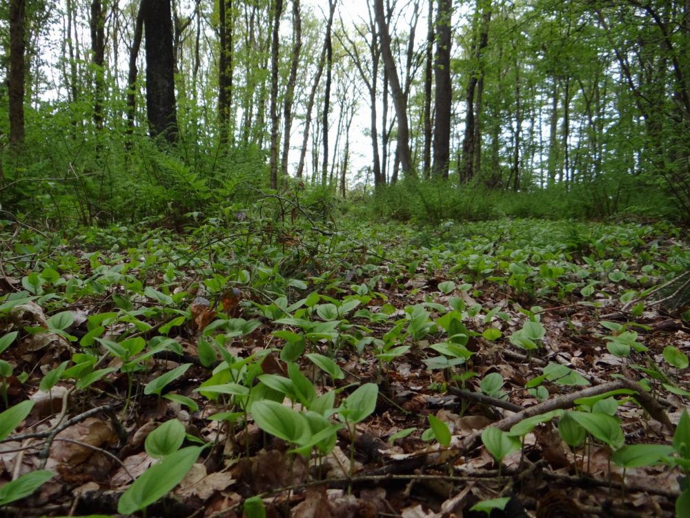 Lendebos Lendebos
