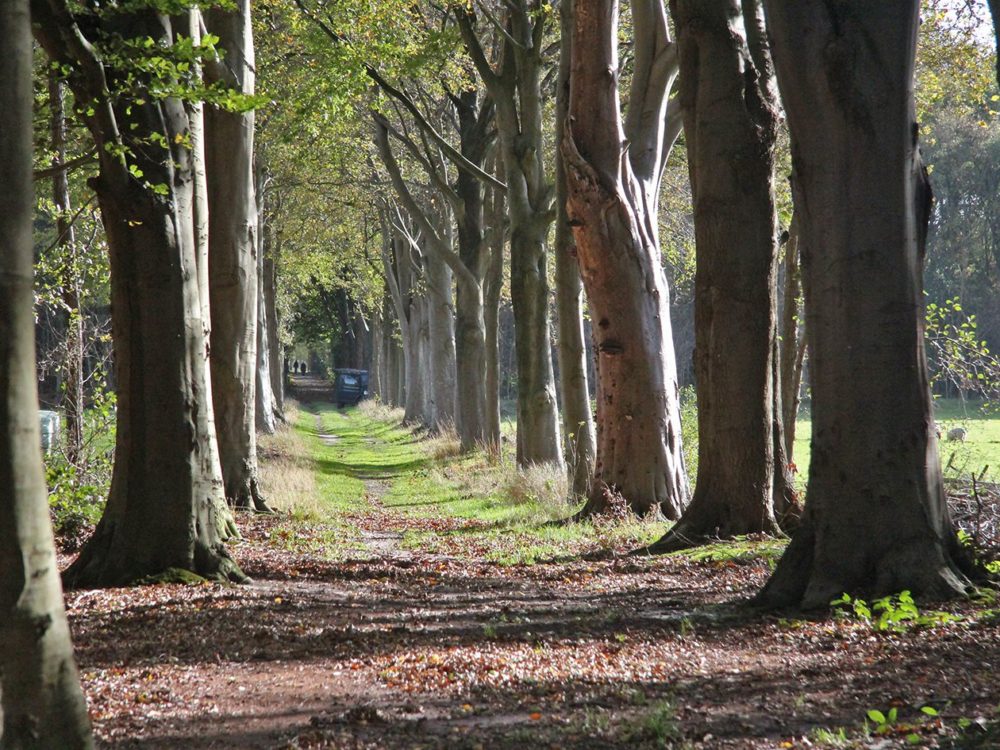 meulereed en meulebos meulereed en meulebos