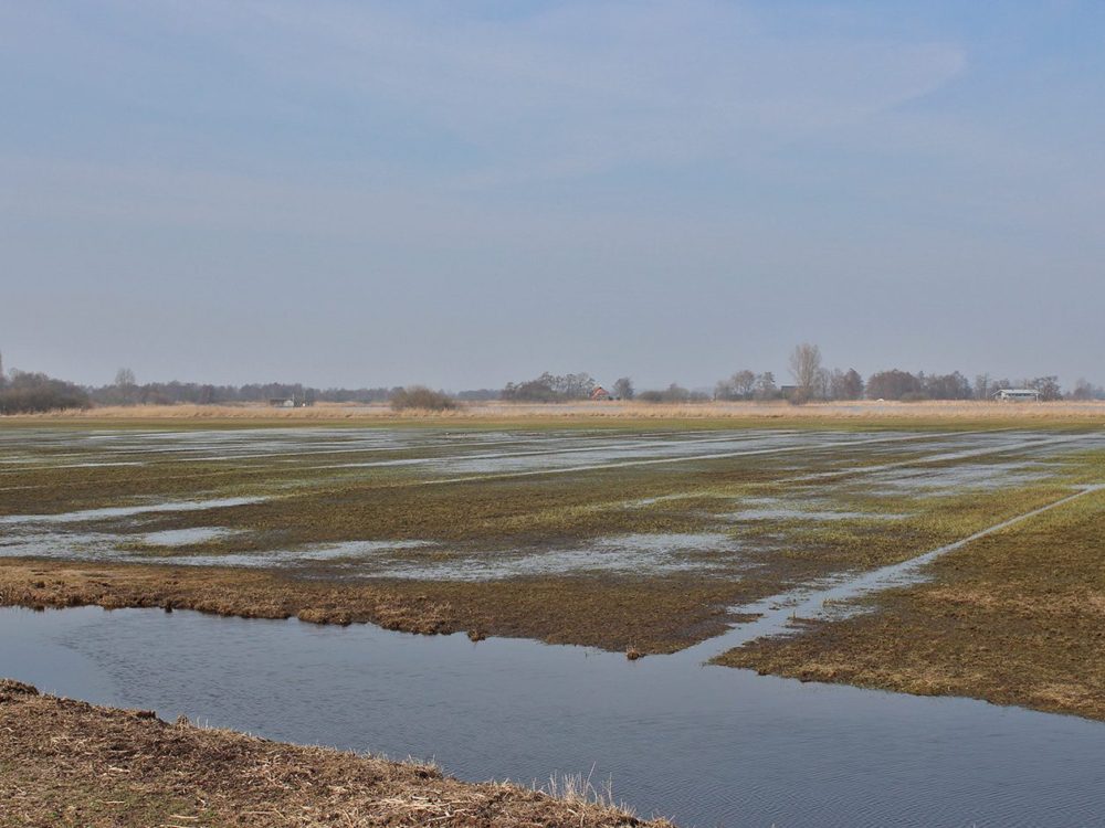 noarderkrite petgatten de feanhoop noarderkrite petgatten de feanhoop