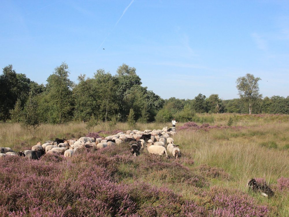 drentse heideschapen