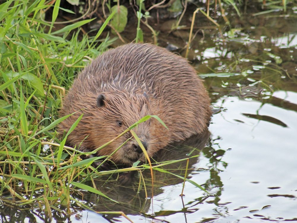 bever1 bever
