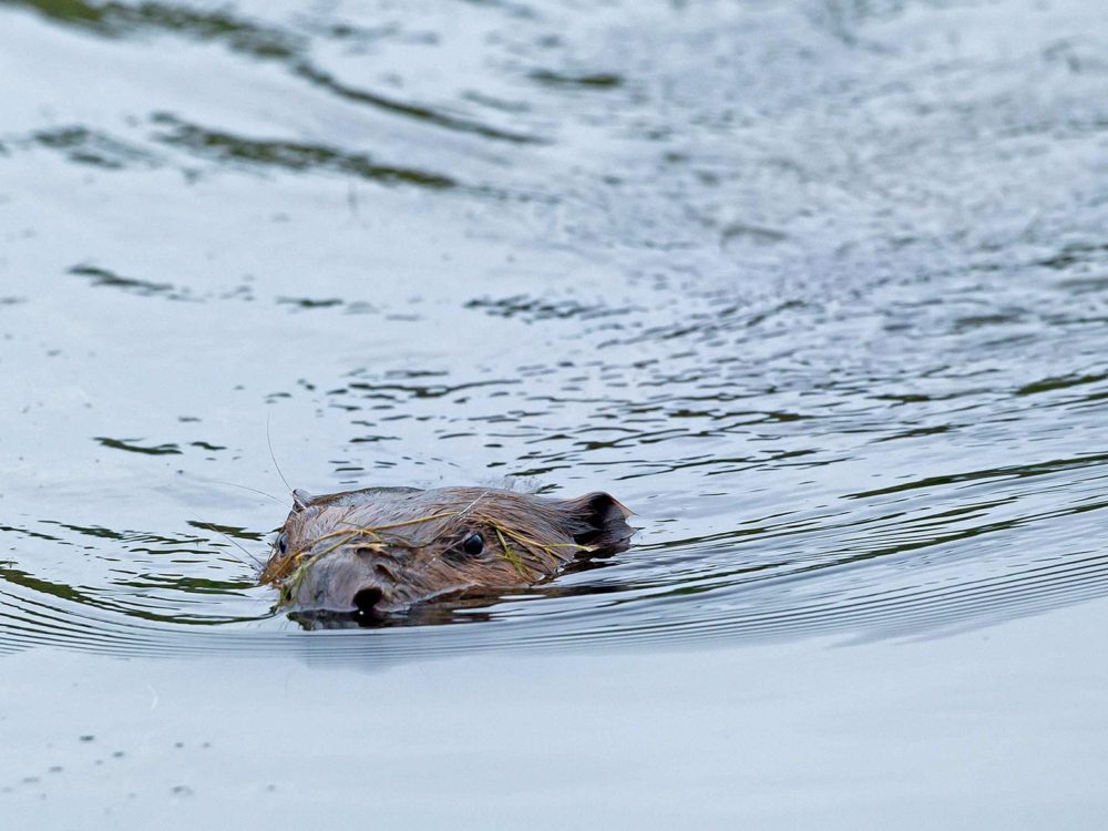bever4 bever