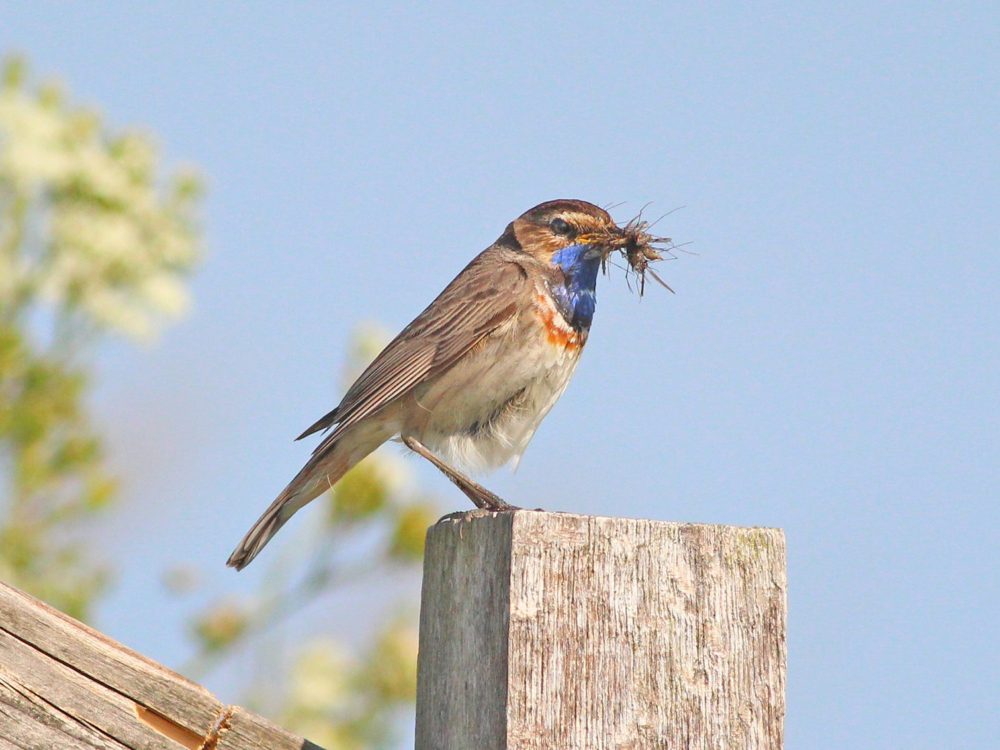 blauwborst22 blauwborst