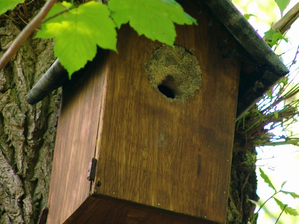 boomklever nest boomklever nest