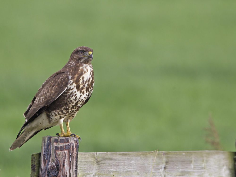 buizerd63 buizerd