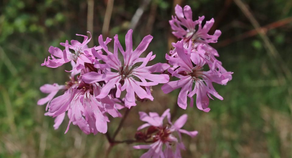 echte koekoeksbloem