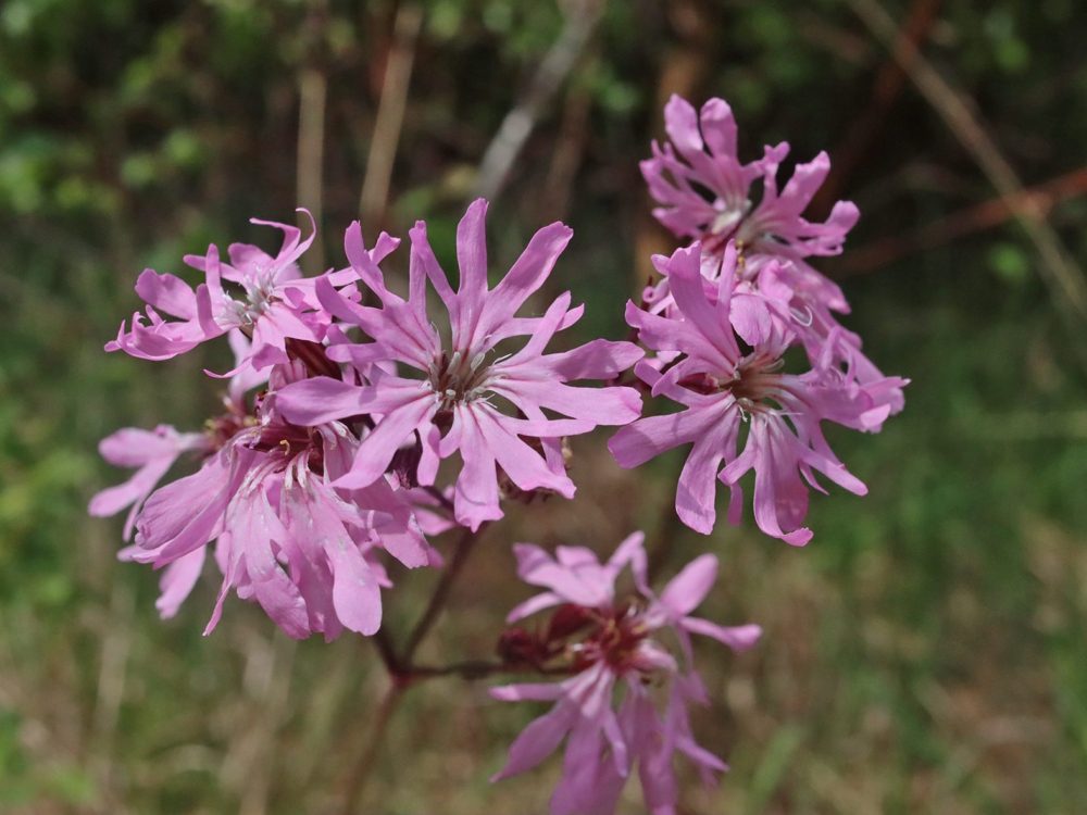 echte koekoeksbloem10 echte koekoeksbloem