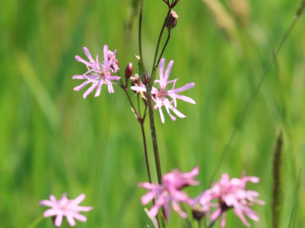 echte koekoeksbloem11 echte koekoeksbloem