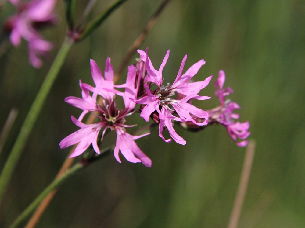 echte koekoeksbloem6 echte koekoeksbloem