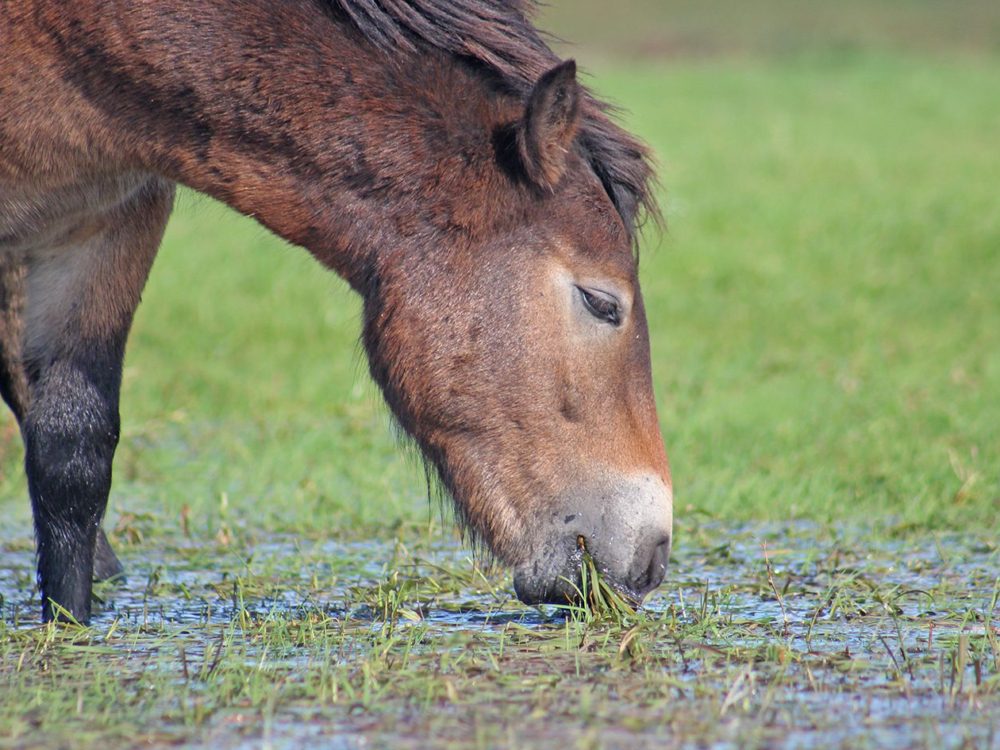 exmoorpony25 exmoorpony