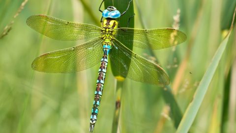 Flora en fauna: Groene glazenmaker